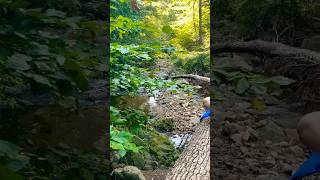 Passionfruit Crullers At The Creek washingtondc travel yts nature exploreshorts natureshorts [upl. by Yekcaj]