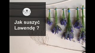 Cięcie i suszenie kwiatów lawendy Jak ususzyć lawendę [upl. by Acirfa989]