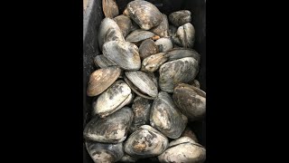 How to make salted clams for bait fishing [upl. by Walliw]