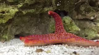 TimeLapse of Starfish Walking [upl. by Klemperer992]