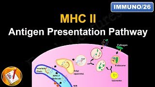 Antigen presentation and its pathways Animation  Cytosolic and Endocytic pathway [upl. by Bernard112]