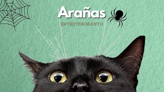 videos para gatos  ARAÑAS [upl. by Oirazan]