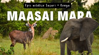 Exploring Epic Maasai Mara Safari  A Journey into the Wild [upl. by Drofhsa]