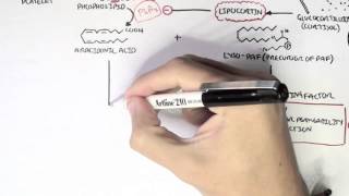 Part I  Aracidonic Acid Metabolites [upl. by Philbert]