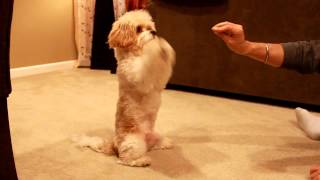 Cavachon Mika Tricks [upl. by Aihpos]