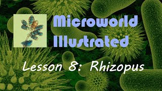 Microworld Illustrated Lesson 8 Rhizopus [upl. by Kaden]