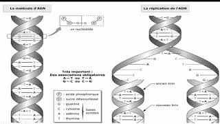 سهل وممتع Les éléments nécessaires pour la réplication dADN [upl. by Lede783]