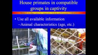 Socialization of Nonhuman Primate Groups [upl. by Schaumberger269]