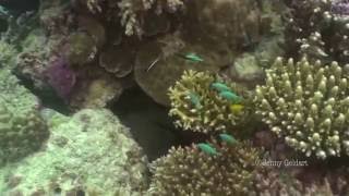 Giant Moray Gymnothorax javanicus [upl. by Erlinna]