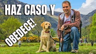 Cómo EMPEZAR a entrenar a mi PerroCachorro  Adiestramiento Canino [upl. by Eladnyl52]