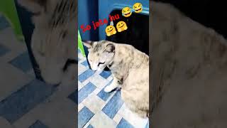 Fulltime sota rahta hu raat 2 bje aaya billu 🥰 ca catperson mycat [upl. by Ylas]