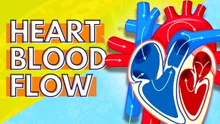 How Blood Flows Through the Heart [upl. by Troth]