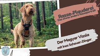 Der Magyar Vizsla Rasseportrait mit Ines ScheuerDinger [upl. by Afirahs266]