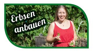 Erbsen erfolgreich anbauen 🌿 Markerbse Ambassador im Hochbeet 🎍 [upl. by Dill]