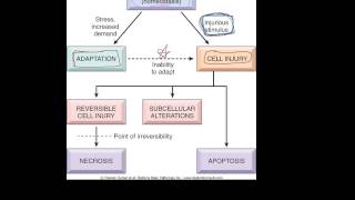 1  Introduction to pathology  etiology pathogenesis morphology terms homeostasis apoptosis [upl. by Dibbell932]