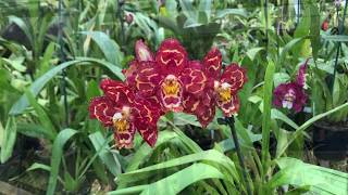 17 Oncidium Orchids and Oncidium Alliance Varieties  Clive Halls Mt Beenak Orchids [upl. by Sudhir]