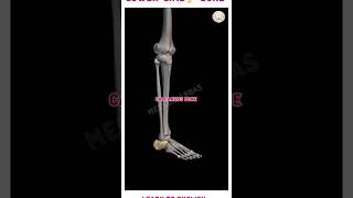 Muscles of the Lower Limb  Anatomy Modellower limb structurelearn to English bonestructure neet [upl. by Ocire]