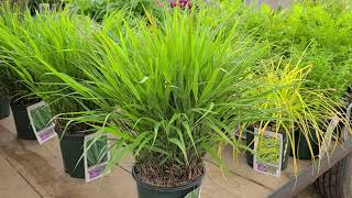 Hakonechloa macra Japanese Forest Grass  Designer grass for shady spots amp softening paved areas [upl. by Chainey]