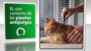 Como utilizar correctamente una pipeta antipulgas VETv 16 03 14 [upl. by Ninon]