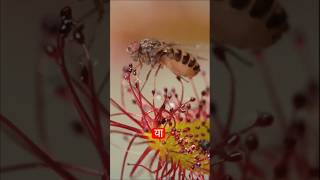 Insect Eating Plant । Sundew Plant shorts plafacts sundew [upl. by Lantz13]