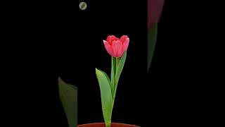 🌷 Tulip flower opening  time lapse with rotation [upl. by Nosretep434]