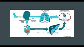 Mechanism of Action and Pharmacokinetics of Albuterol [upl. by Aiceled]