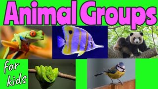 Science Lesson Grouping of Animals [upl. by Wilek]