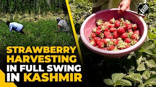 Harvesting of mouthwatering strawberries in full swing in Kashmir [upl. by Mchugh]