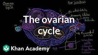 The ovarian cycle  Reproductive system physiology  NCLEXRN  Khan Academy [upl. by Lrac]