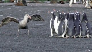 Giant Petrel Chases Group Of Gentoo Penguins Funny Wildlife Videos [upl. by Demott]