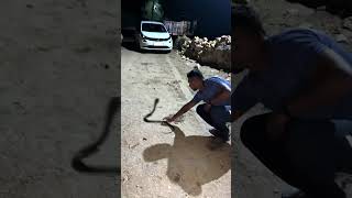 🐸 🐍 COBRA SPIT OUT A LIVE FROG  snake captured youtubeshorts [upl. by Trimble258]