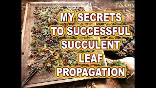 How to successfully propagate succulents from leaves [upl. by Anderson148]