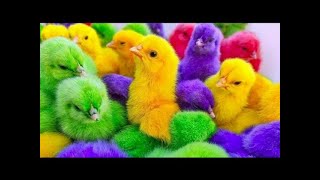 World Cute Chickens Colorful Chickens Rainbows Chickens Cute Ducks Cat RabbitsCute Animals [upl. by Dirgis]