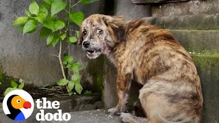 Stray Puppy Gets Rescued And Cant Stop Jumping For Joy  The Dodo [upl. by Wakerly]