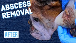 Abscess on Bulldog  After [upl. by Mundy]