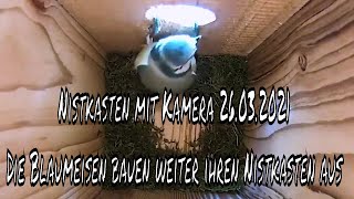 Nistkasten mit Kamera 26032021 Die Blaumeisen bauen weiter ihren Nistkasten aus [upl. by Relyk]