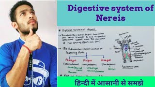 Digestive system of Nereis [upl. by Hardej452]