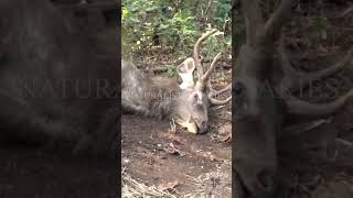 ചത്ത മ്ലാവിനെ കണ്ടാലെന്തു ചെയ്യണം wildlife leopard hunting sambar forest wildanimals latest [upl. by Dion880]