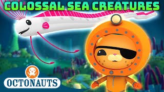 Octonauts  🦑 Colossal Creature Hunt 🔍  70 Mins Compilation  Underwater Sea Education for Kids [upl. by Lindner]