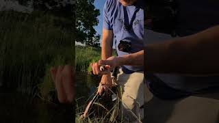 Apache trout fishing in Arizona fishing arizona [upl. by Porter]