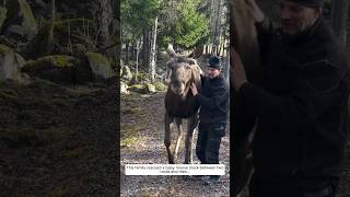 This family rescued a baby moose stuck between two rocks and then animalshorts shortvideo [upl. by Hu]