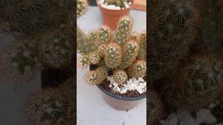 Mammillaria Elongata cactus cactusysuculentas cactaceas mammillaria [upl. by Ecniv]