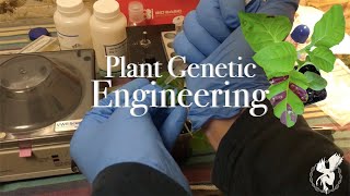 How To Genetically Engineer Plants  Monstera Agrobacterium Genome Editing  Agrobacterium 101 [upl. by Sotsirhc]