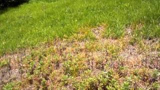 Mugwort weed control [upl. by Enomes]