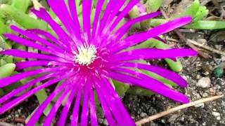 Ice Plant Delosperma Psychedelic Plants [upl. by Johna]