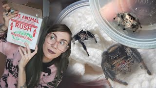 Unboxing 7 ADORABLE JUMPING SPIDERS and deciding which to keep [upl. by Sullecram]