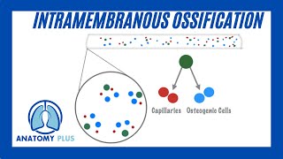 Intramembranous Ossification [upl. by Yerocaj20]