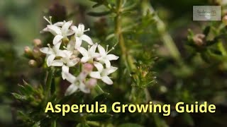 Asperula Growing Guide Woodruff  All You Need to Know to Get Started by Gardeners HQ [upl. by Anikram941]