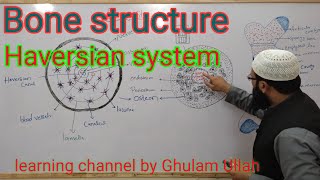 Bone  Histology  Microscopic Structure Haversian system and bone tissue remodeling [upl. by Veedis]