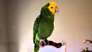 Chloe Talking amp Singing Double Yellowhead Amazon Parrot [upl. by Lemor383]